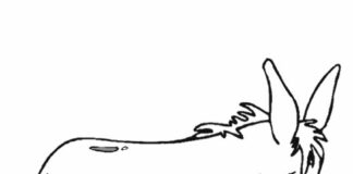 Osiołek Osiołek kolorowanka do drukowania