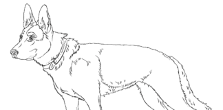 Owczarek niemiecki Owczarek niemiecki kolorowanka do drukowania