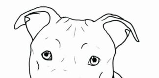 Pies pitbull Pies pitbull kolorowanka do drukowania