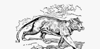 Polująca puma Polująca puma kolorowanka do drukowania