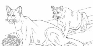 Dzikie pumy Dzikie pumy kolorowanka do drukowania