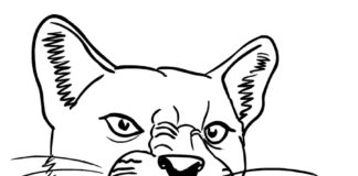 Groźna puma Groźna puma kolorowanka do drukowania