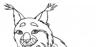 Dziki ryś Duży ryś kolorowanka do drukowania