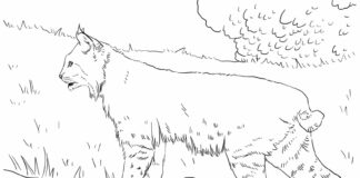 Wędrujący ryś Wędrujący ryś kolorowanka do drukowania