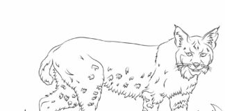 Duży kot – ryś ryś kolorowanka obrazek do drukowania