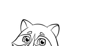 Szop amerykański Szop amerykański kolorowanka do drukowania