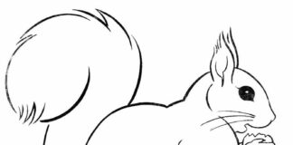 Gryzoń wiewiórka Gryzoń wiewiórka kolorowanka do drukowania