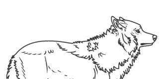 Wilk na polowaniu wilk kolorowanka