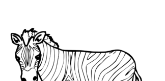 Zebra zebra kolorowanka obrazek do drukowania