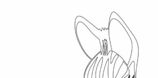 Słodka zebra zebra kolorowanka obrazek do drukowania