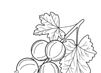 Agrest kiść Agrest kiść obrazek do drukowania