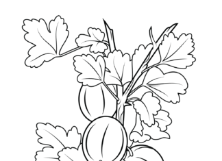 Agrest na gałęzi Agrest na gałęzi obrazek do drukowania