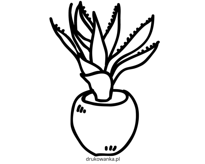 aloes w doniczce kolorowanka do drukowania