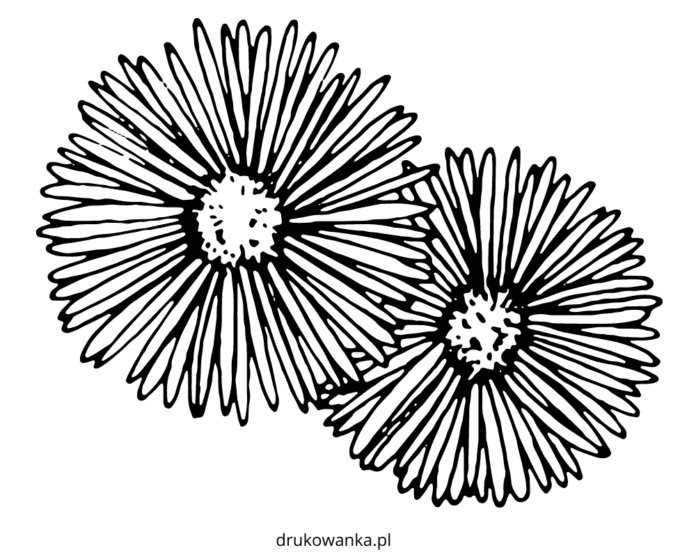 astry kwiaty kolorowanka do drukowania