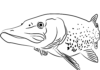 atakujący szczupak kolorowanka do drukowania