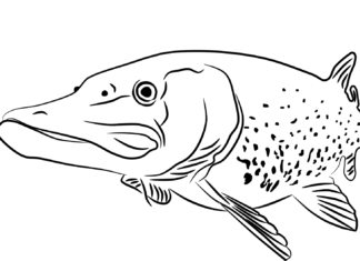 Atakujący szczupak atakujący szczupak kolorowanka do drukowania