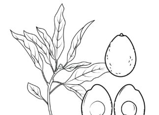 Awokado owoce i drzewo obrazek do drukowania