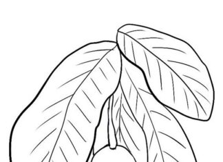 Awokado z liśćmi obrazek do drukowania