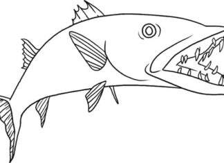 Barakuda pod wodą barakuda pod wodą kolorowanka do drukowania