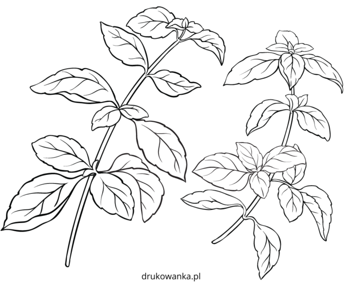 bazylia zioła ogrodowe kolorowanka do drukowania