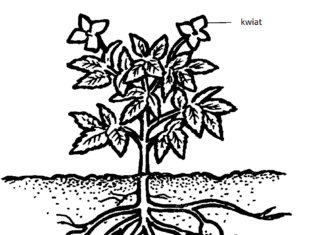 budowa ziemniaka kolorowanka do drukowania