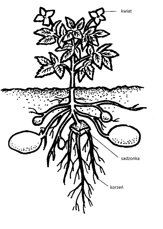 budowa ziemniaka kolorowanka do drukowania
