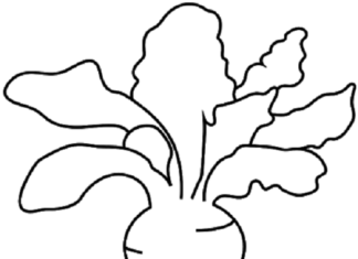 burak cukrowy kolorowanka do drukowania