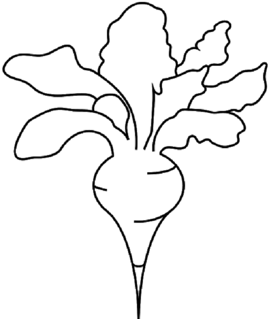 burak cukrowy kolorowanka do drukowania