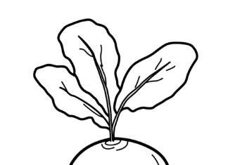 burak czerwony kolorowanka do drukowania