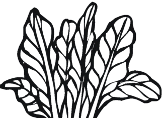 burak z liścmi kolorowanka do drukowania