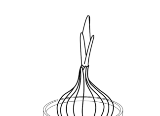 cebula w doniczce kolorowanka do drukowania