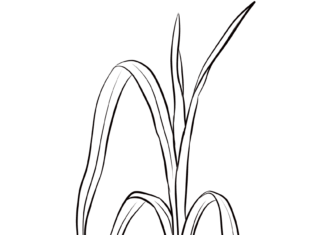 cebula z ogrodu kolorowanka do drukowania