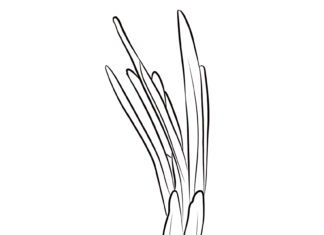 cebula ze szczypiorkiem kolorowanka do drukowania