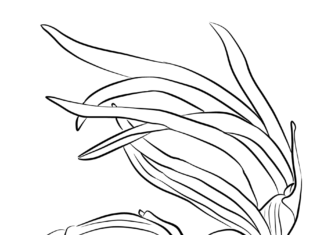 czerwona cebula kolorowanka do drukowania