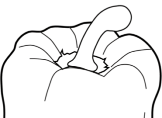 czerwona papryka kolorowanka do drukowania