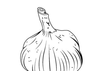 czosnek kolorowanka do drukowania