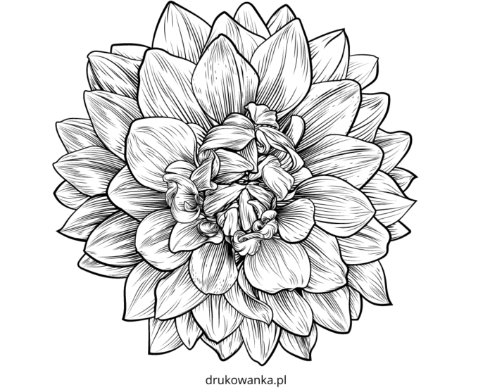 dalia rysunek kolorowanka do drukowania