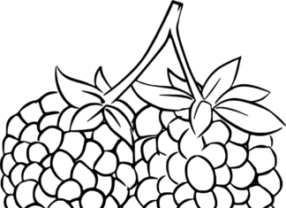 Dojrzałe jeżyny obrazek do drukowania