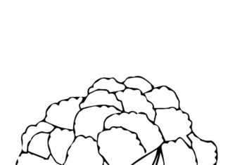 dojrzały kalafior kolorowanka do drukowania