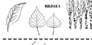 drzewa i ich liście kolorowanka do drukowania
