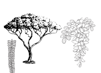 Drzewo akacja drzewo akacja kolorowanka do drukowania