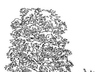 Drzewo buk drzewo buk kolorowanka do drukowania