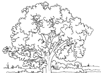 Drzewo dębu drzewo dębu kolorowanka do drukowania
