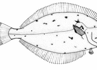 duży halibut kolorowanka do drukowania