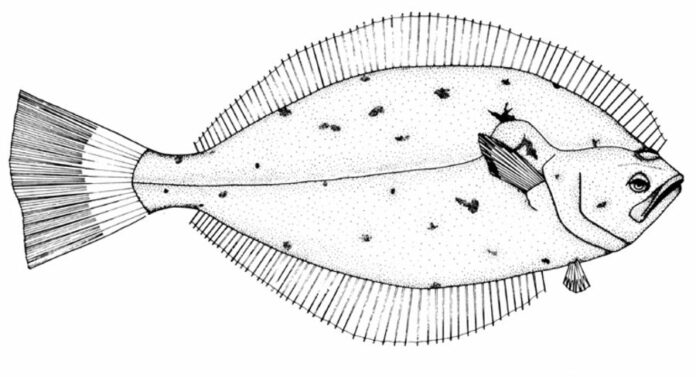 duży halibut kolorowanka do drukowania