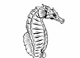 Duży konik morski duży konik morski kolorowanka do drukowania