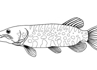 Duży szczupak duży szczupak kolorowanka do drukowania