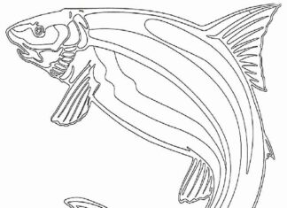 duży łosoś pod wodą kolorowanka do drukowania