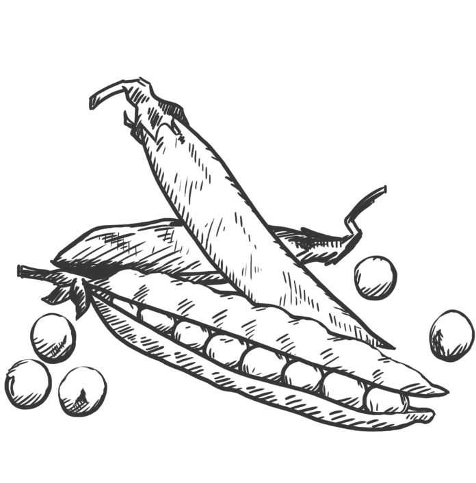 fasola szparagowa kolorowanka do drukowania