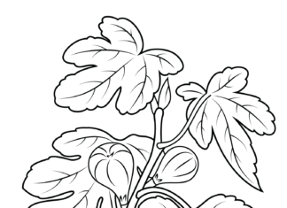 Figa owoc Figa owoc obrazek do drukowania